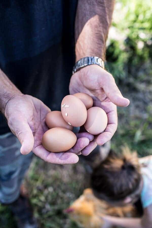 Fresh Chicken Eggs | halfbakedharvest.com @hbharvest