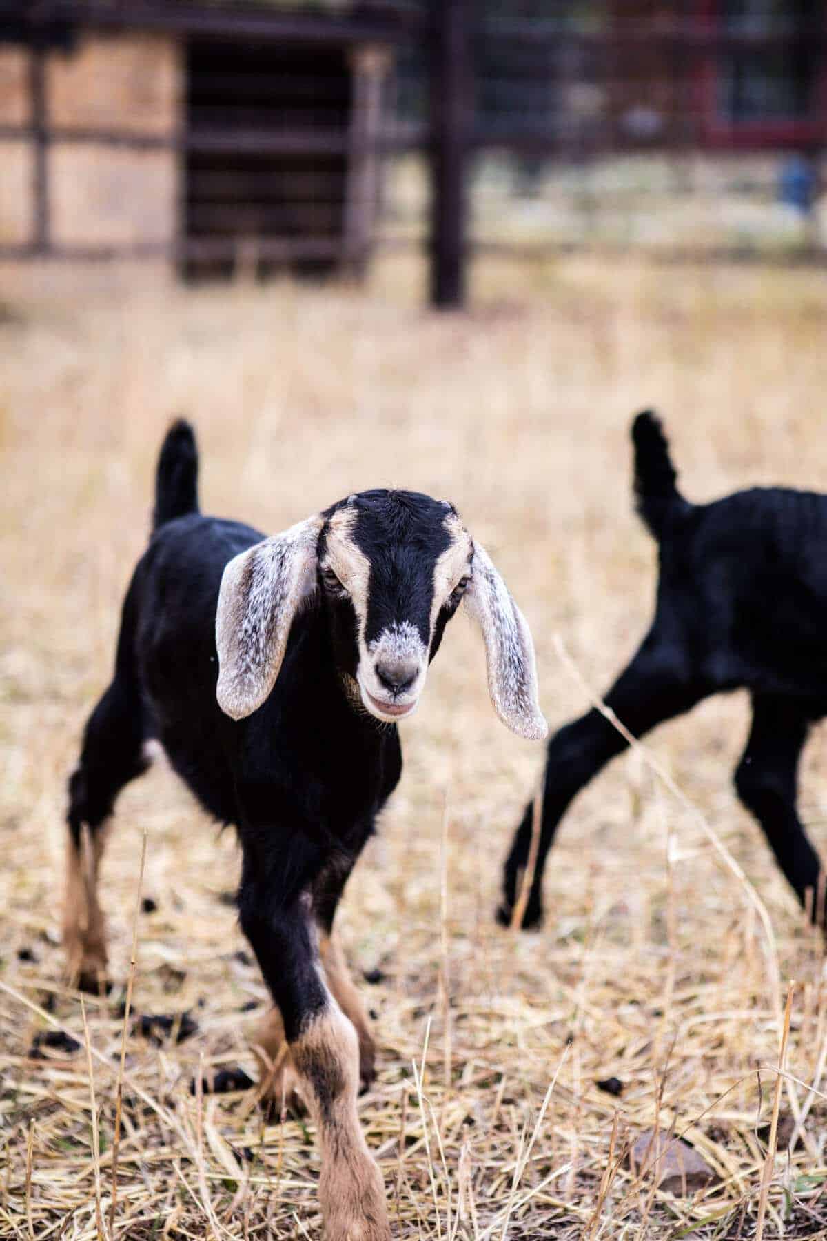 Baby Goat Photos + All Things Fall! - Half Baked Harvest